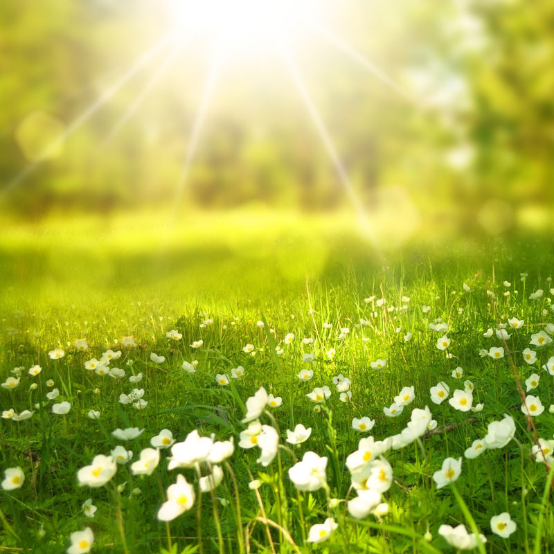 MobilerDorfladen_Sommerpause Sonnige Sommerwiese mit weißen Blumen im Vordergrund und warmem Sonnenlicht im Hintergrund.