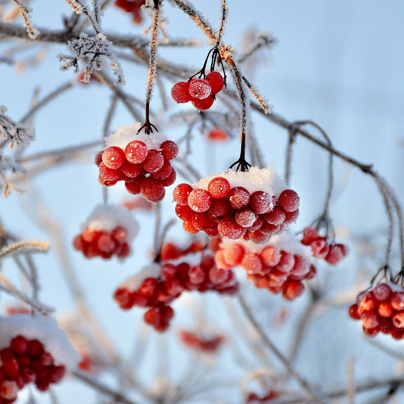 Rote Beerenbüschel im Winter, mit Raureif und Schnee bedeckt, an frostigen Zweigen vor hellem Himmel.